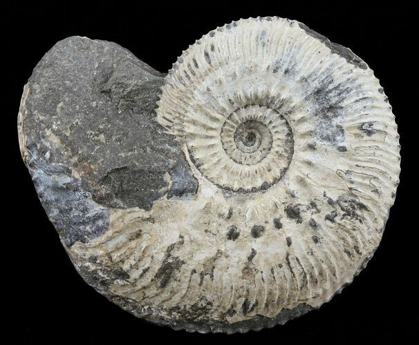 Wide Kosmoceras Ammonite - England #60297